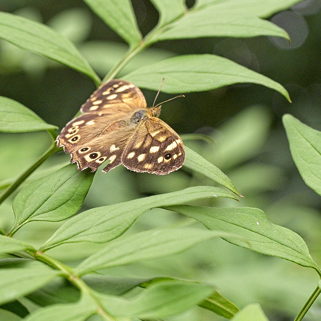Speckled Wood Butterfly