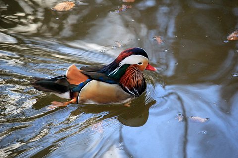 Canard carolin = Aix sponsa = canard branchu (Amérique du Nord)