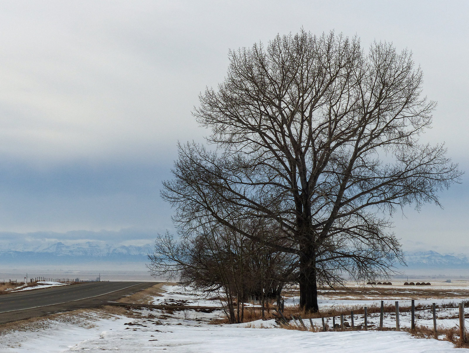 A favourite tree