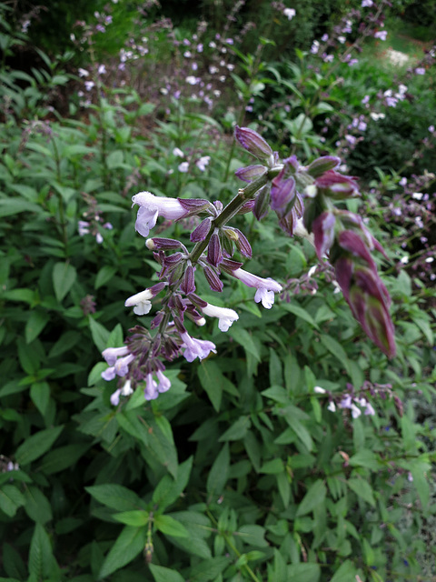 L.A. County Arboretum (0980)