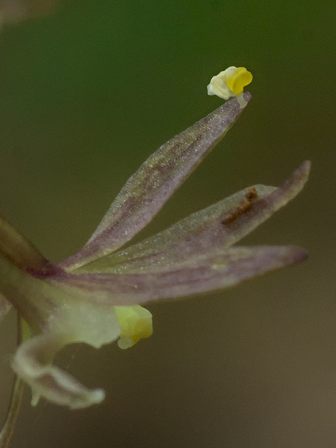 Tipularia discolor (Crane-fly orchid) with misplaced pollinarium