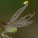 Tipularia discolor (Crane-fly orchid) with misplaced pollinarium