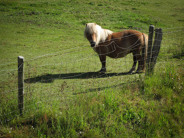 Happy Fence Friday