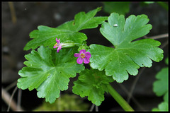 Geranium lucidum (4)