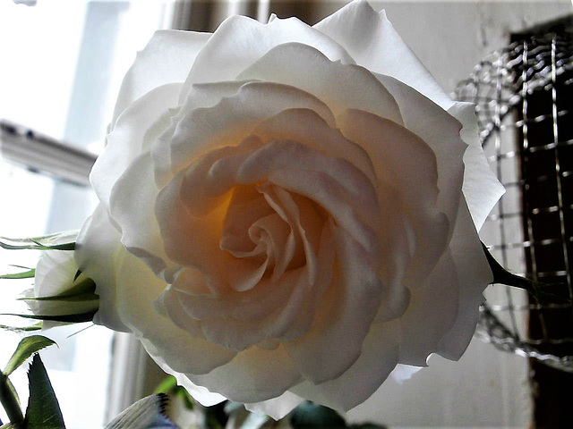 This incredibly ornate rose