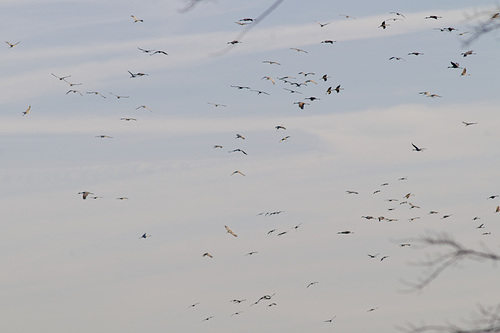 A Sky Full of Sandhills