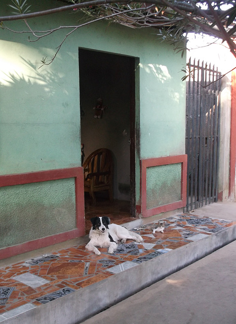 Chat & chien / Gato y perro