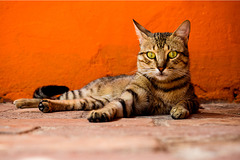 Cat from Trinidad, Cuba