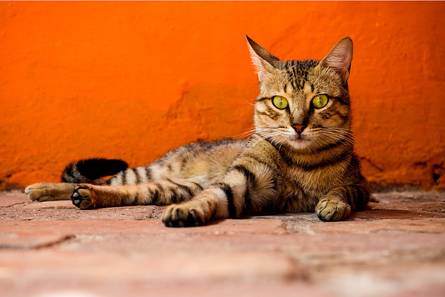 Cat from Trinidad, Cuba