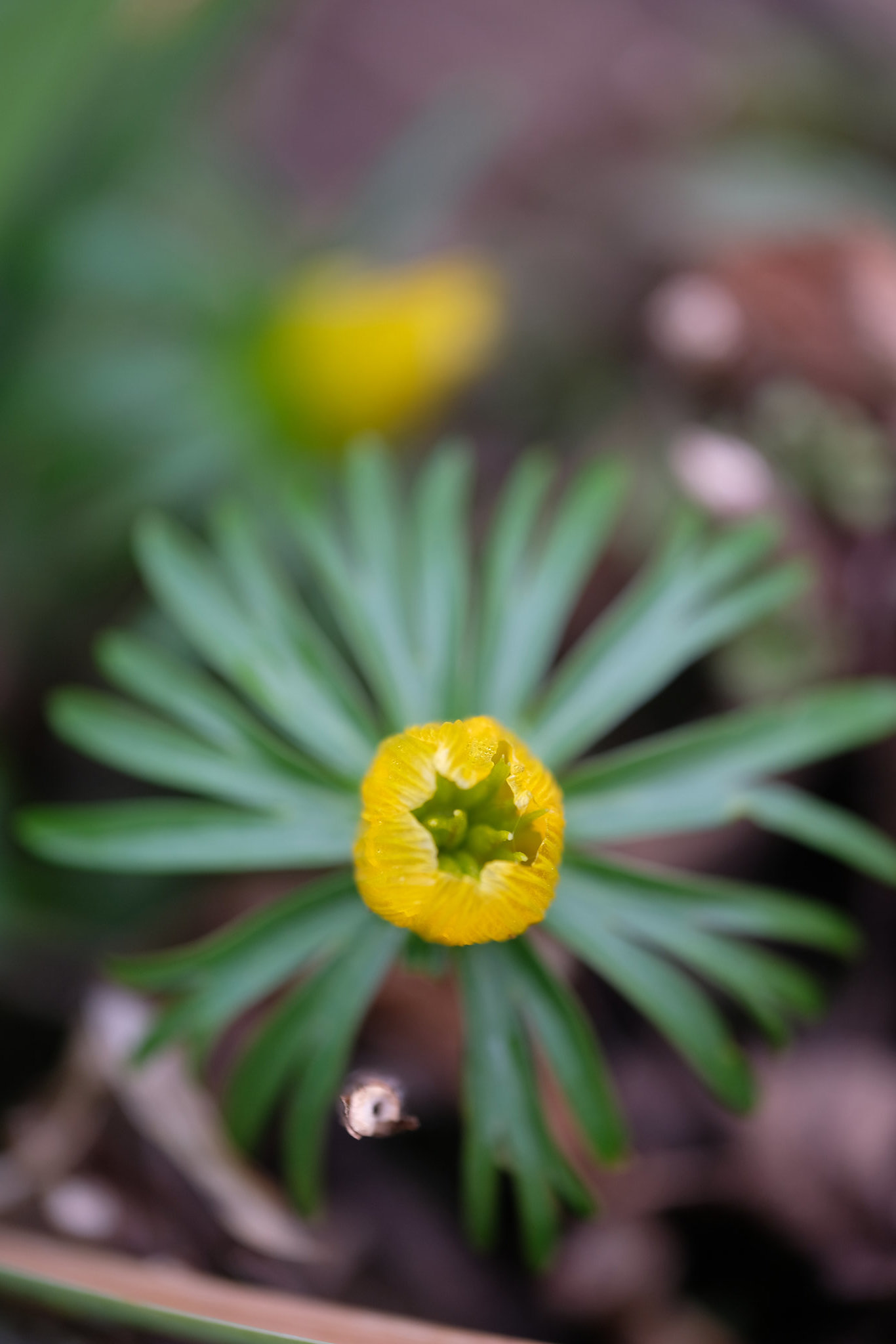 DSCF2412