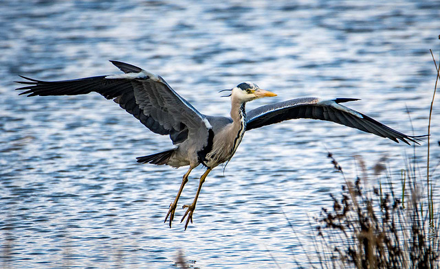 Incoming heron4