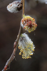 Willow Catkins