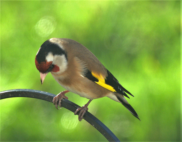 Goldfinch