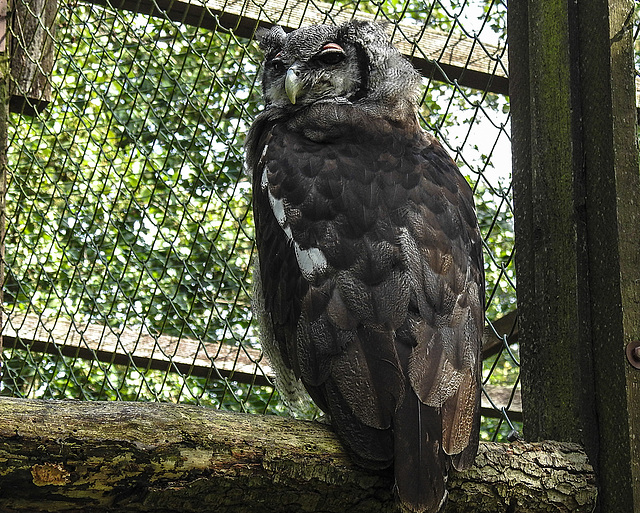 20190911 6295CPw [D~OH] Blassuhu (Bubo lacteus), Timmendorfer Strand