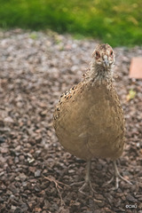 Inquisitive hen pheasant waiting for breakfast