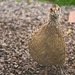 Inquisitive hen pheasant waiting for breakfast