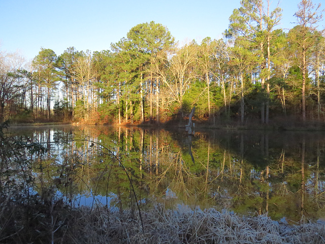 Rising sun on forest by the pond