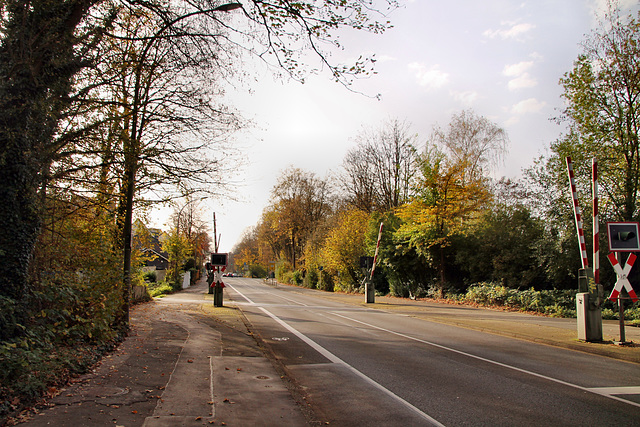 Am Rombergpark (Dortmund-Brünninghausen) / 8.11.2020