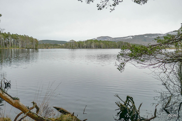 On a six mile walk round Lochs Mallachie and Garten