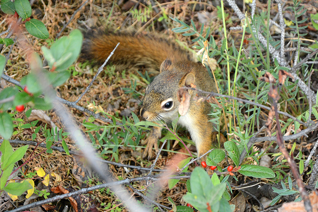 Alaska, A Squirrel in the Bushes at the Horseshoe Lake Trail