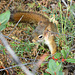 Alaska, A Squirrel in the Bushes at the Horseshoe Lake Trail