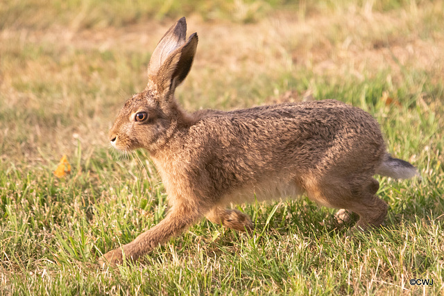 A Leveret - a young Hare - seems to have adopted our garden as home