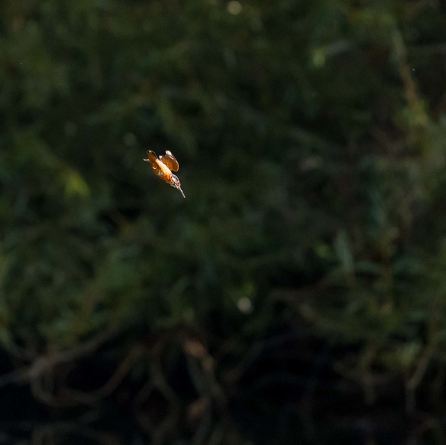 Kingfisher dive