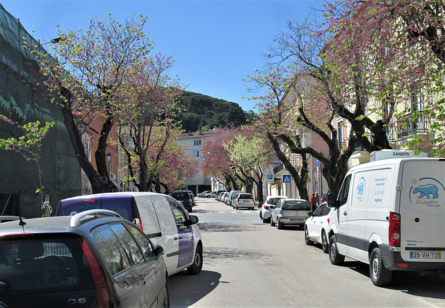 The colours of trees.