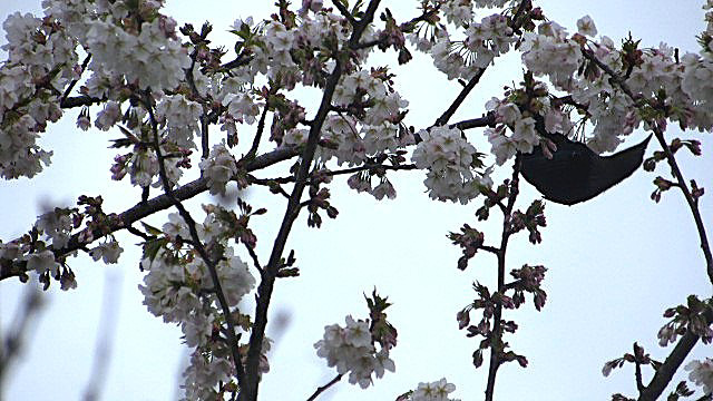 Blackbird Enjoying Blossom.