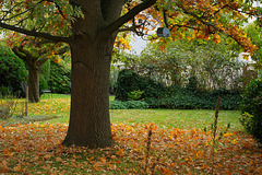 Herbst in meinem Garten Herbst in meinem Garten