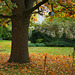 Herbst in meinem Garten Herbst in meinem Garten
