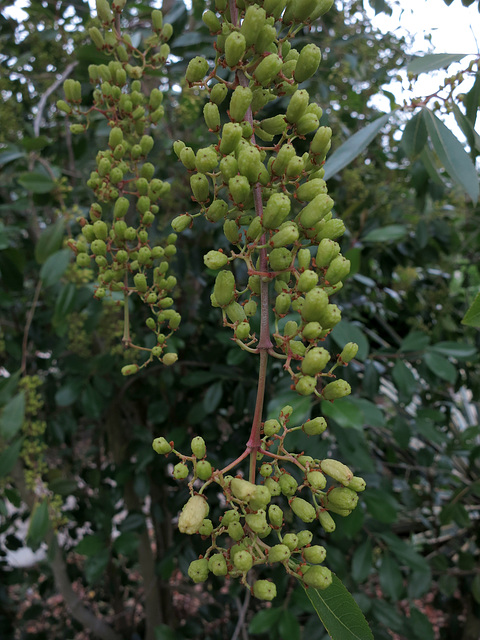 L.A. County Arboretum (0984)