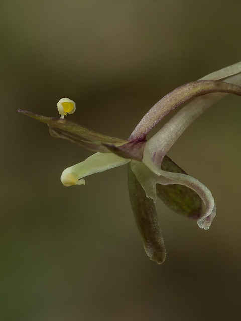 Tipularia discolor (Crane-fly orchid) with misplaced pollinarium