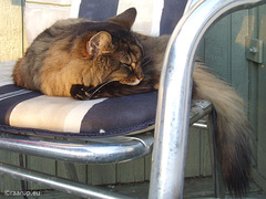 Remembering Milly (1994-2012), 1