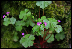 Geranium lucidum (5)