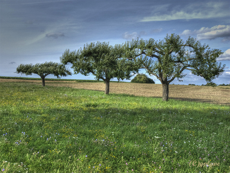 Three Trees (PiP)