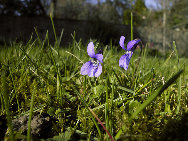 Duftveilchen (Viola odorata)