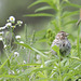 Song Sparrow