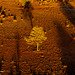 Outback Ballooning #4: Long shadows in the morning