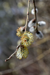 Willow Catkins