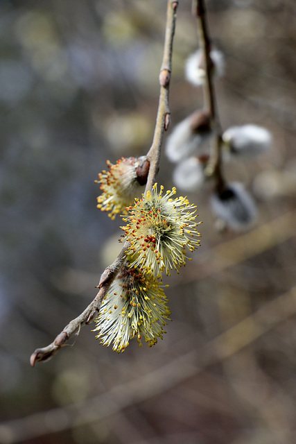 Willow Catkins