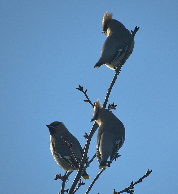 Waxwings