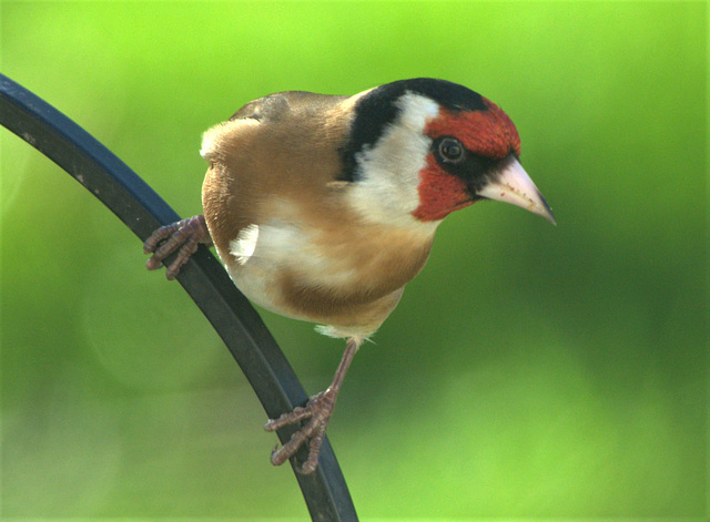 Goldfinch
