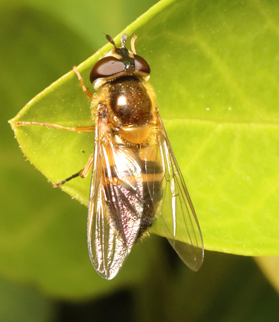 IMG 2148Hoverfly