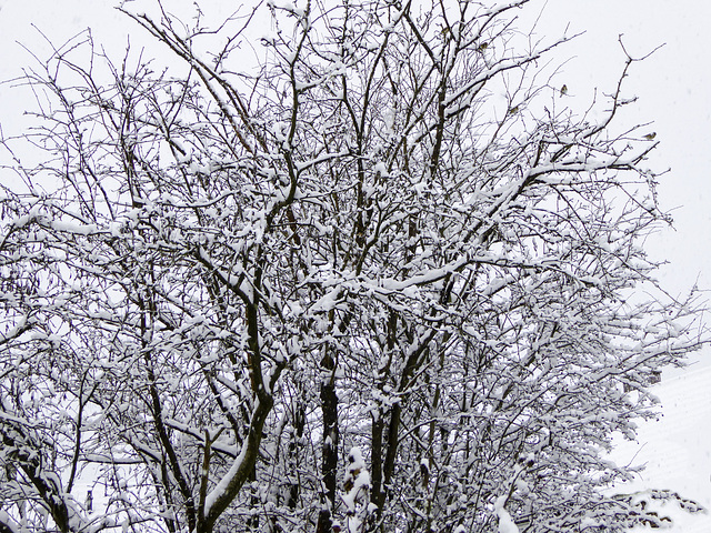 Tree and snow