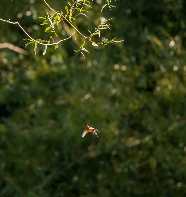 Kingfisher