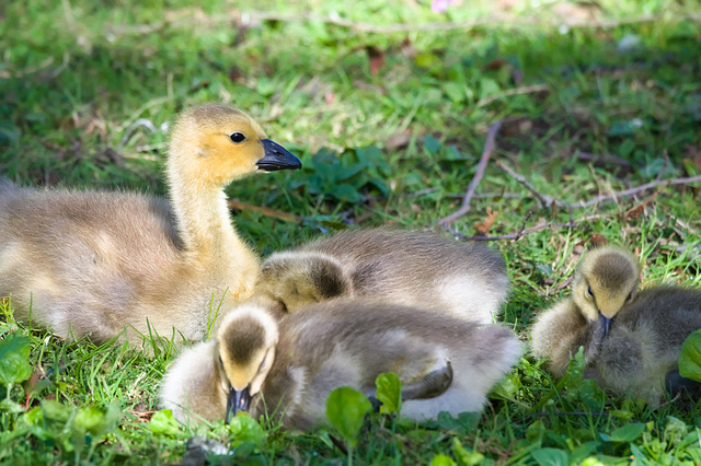 Goslings at rest