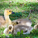 Goslings at rest