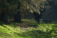 autumnal bench