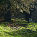 autumnal bench